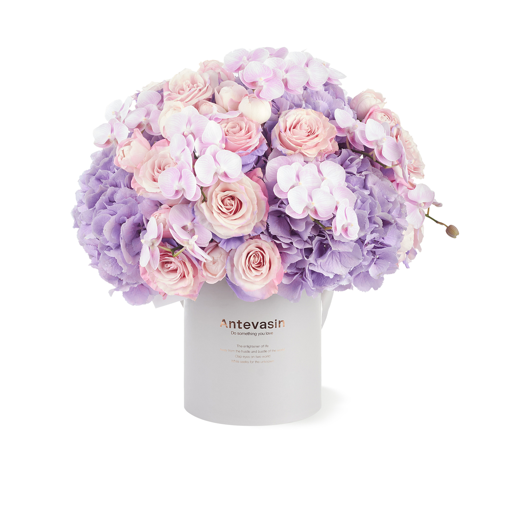 Antevasin甜蜜爱情蝴蝶兰