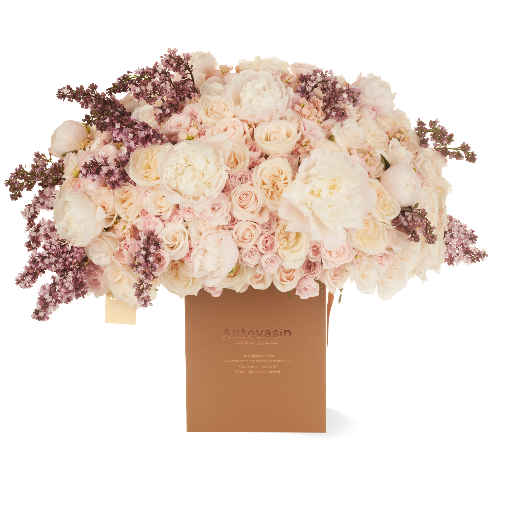 Antevasin美国小姐玫瑰丁香