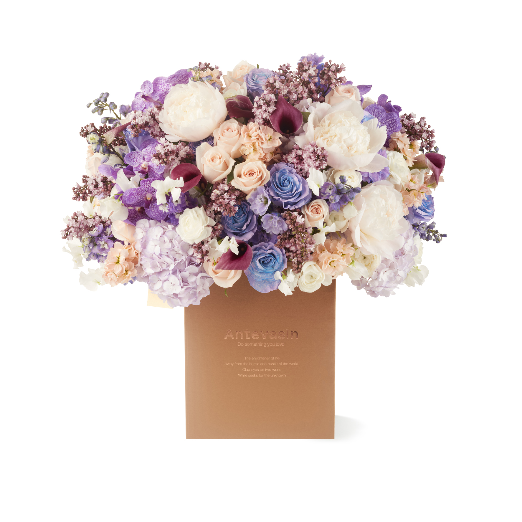 Antevasin芍药丁香胡姬