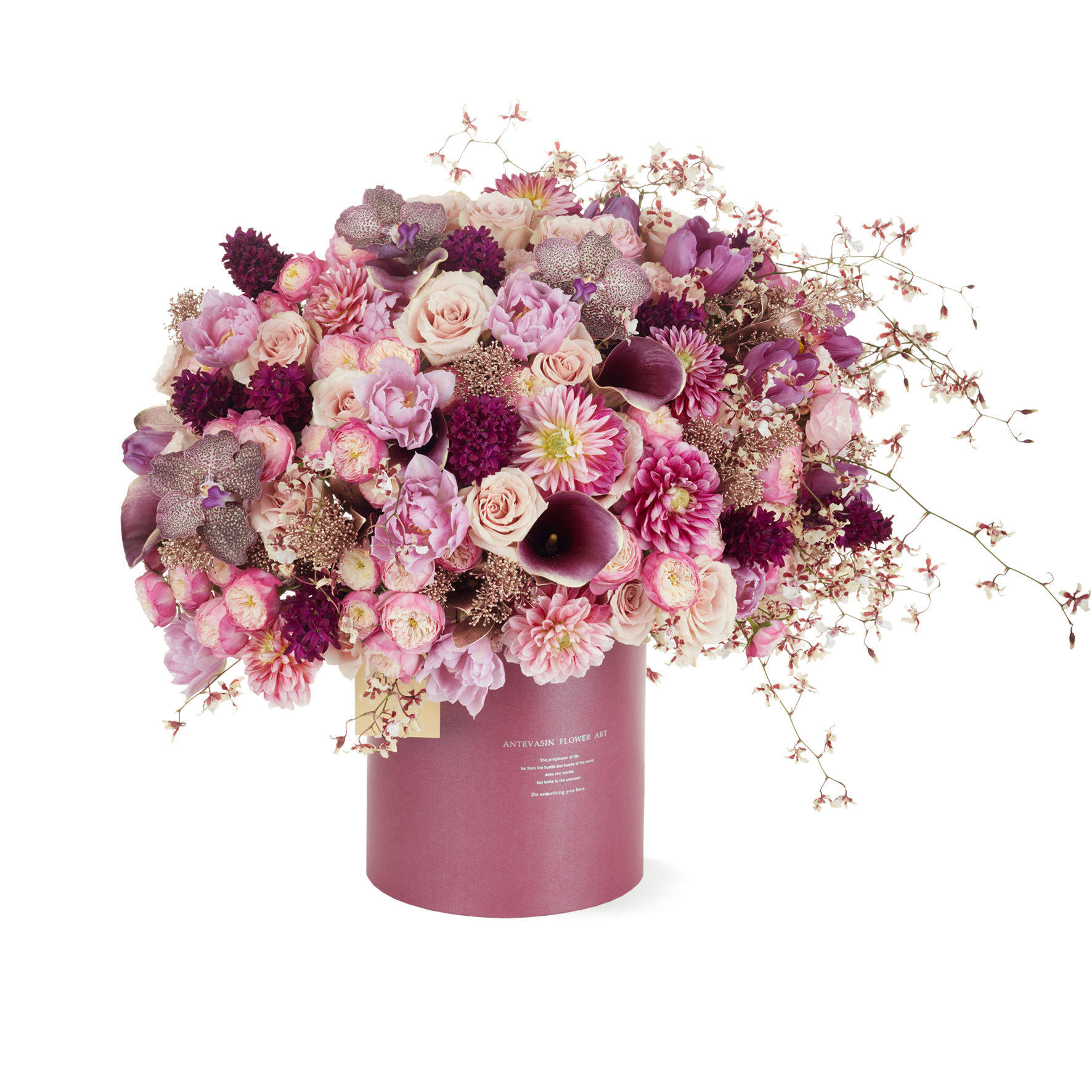 Antevasin大丽花风信子金茵芋